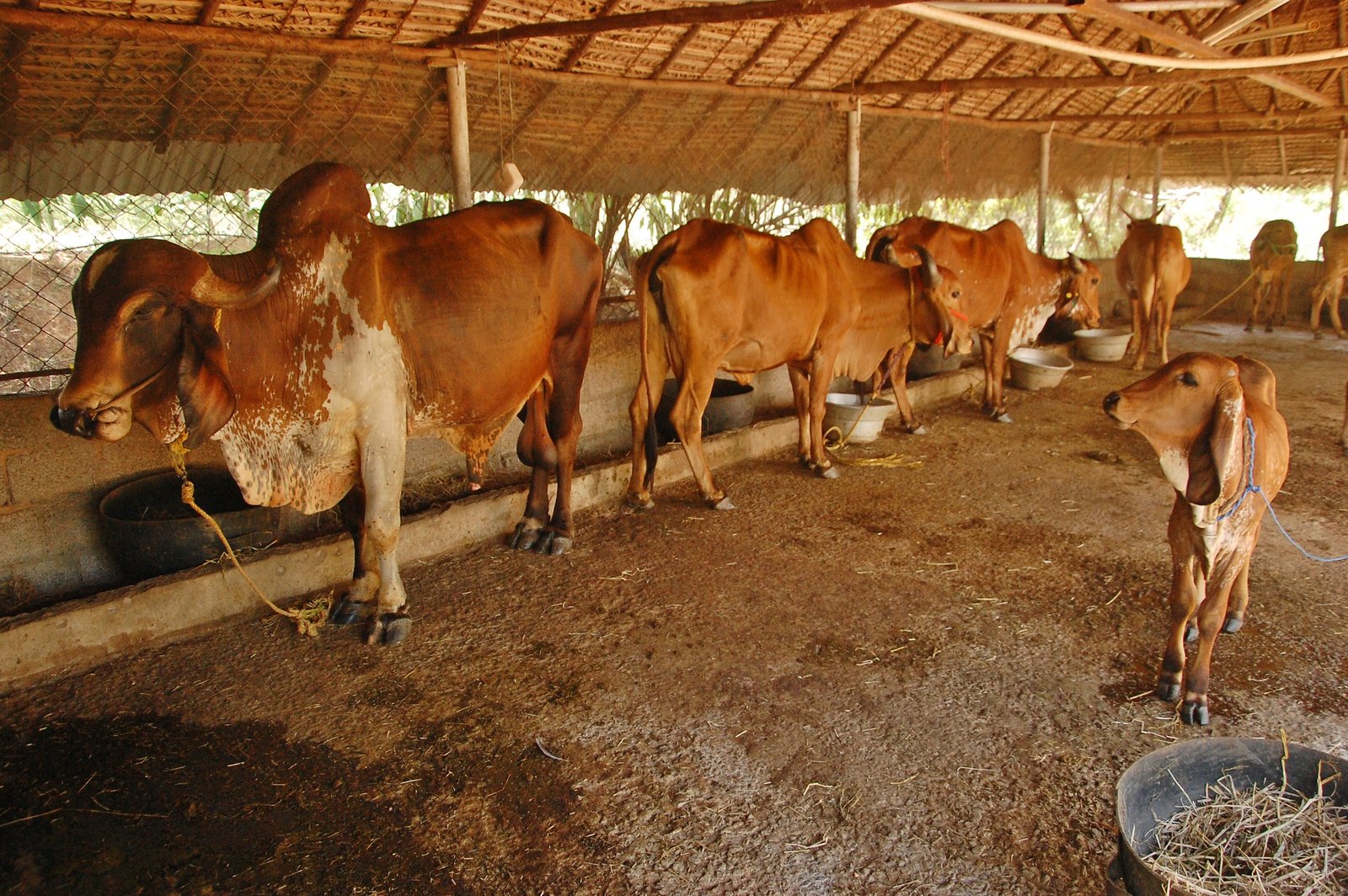 Native Cows at Agastiya Farms