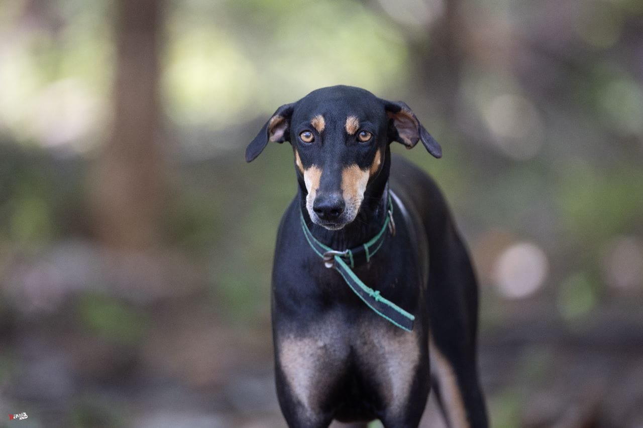 Hound Dogs at Agastiya Farms