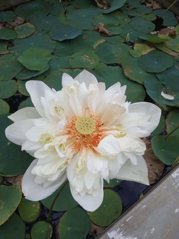 Farm Pond Lotus